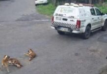 PMs são afastados após matarem cadelas com viatura em Manaus; veja o vídeo