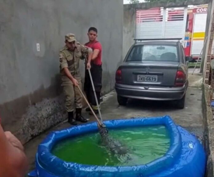 Jacaré_na_piscinaAM365