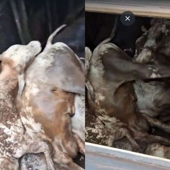 Bois_Mortos_BR-230 (1)